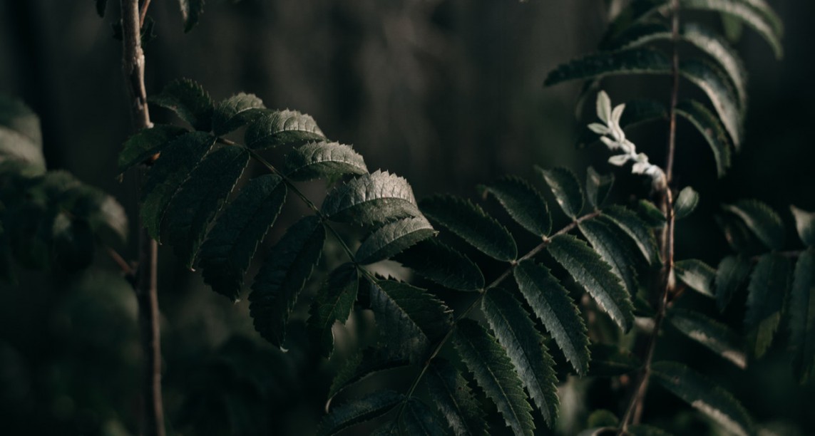 pexels photo 1334146 v2