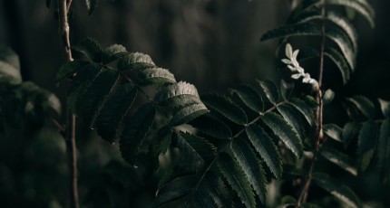 pexels photo 1334146 v2